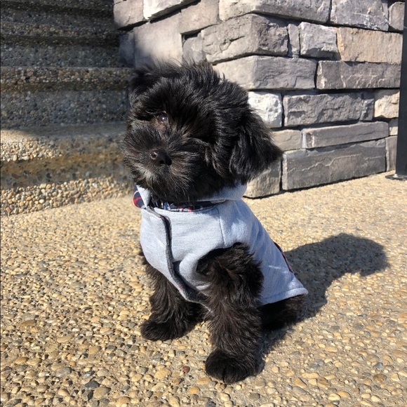 Meet your Posher, Maile - Picture 1 of 2